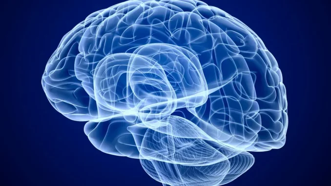 Counterfeit Brain